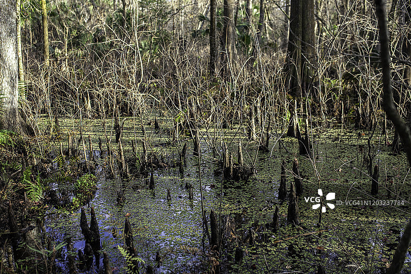 沼泽中的落羽杉树图片素材
