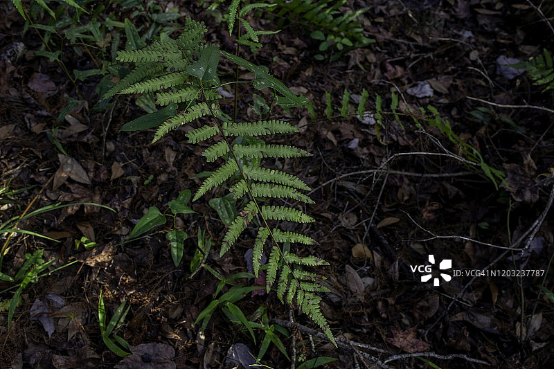 佛罗里达州盾蕨图片素材