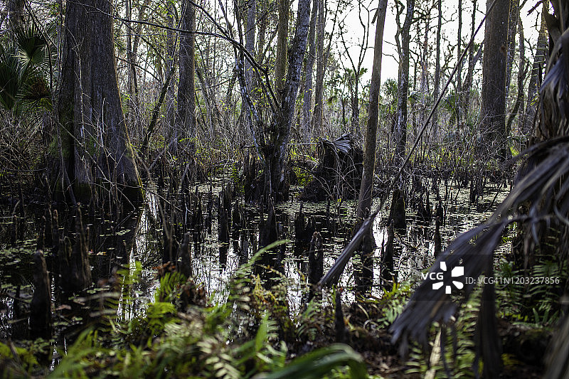 沼泽中的落羽杉树图片素材