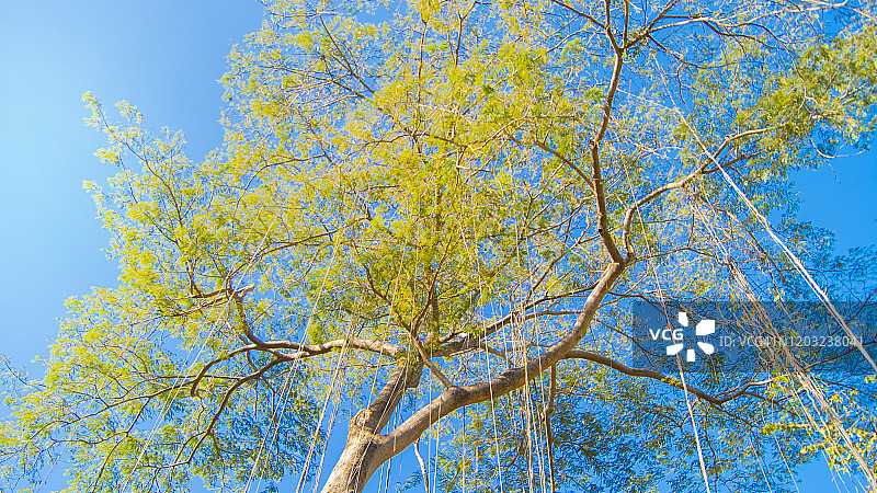 从下方观察的缠绕藤蔓的树木图片素材