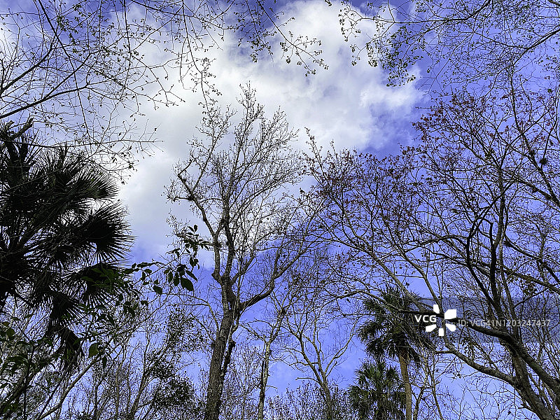 沼泽中的落羽杉树图片素材