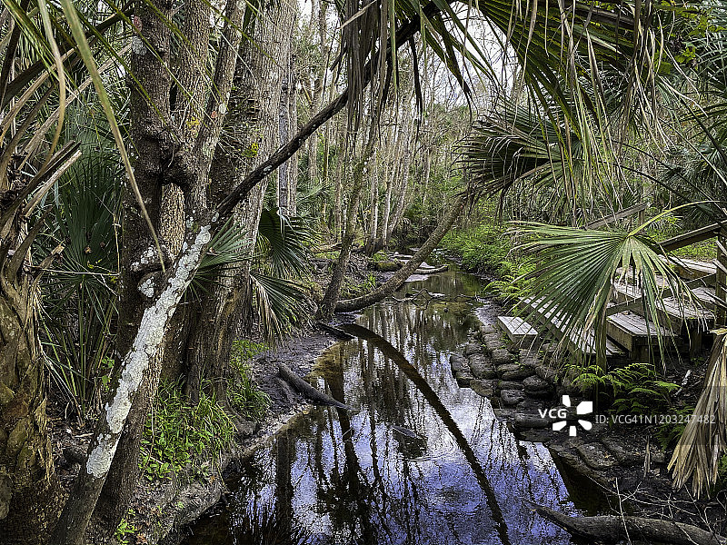 沼泽中的棕榈树和落羽杉图片素材