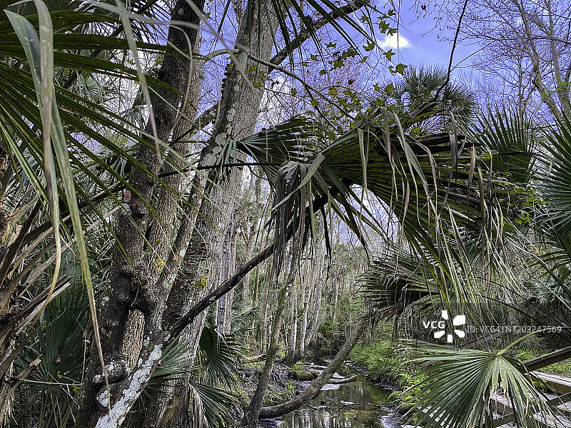 沼泽中的棕榈树和落羽杉图片素材