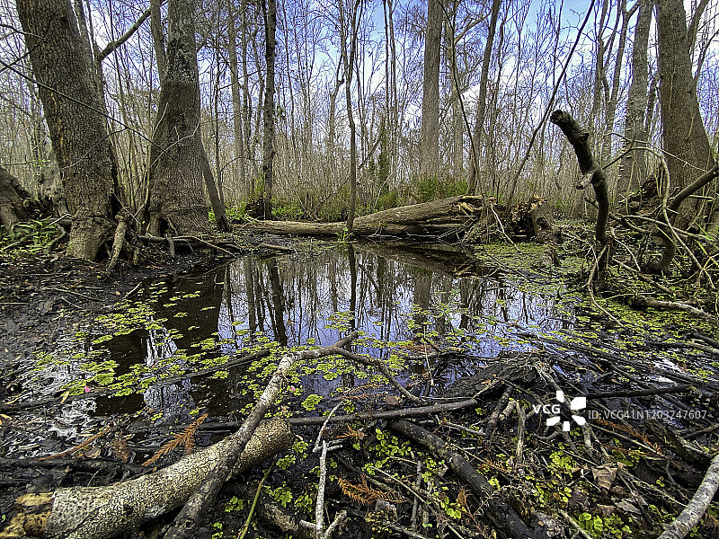 沼泽中的落羽杉树图片素材