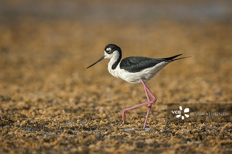 长腿老爹图片素材