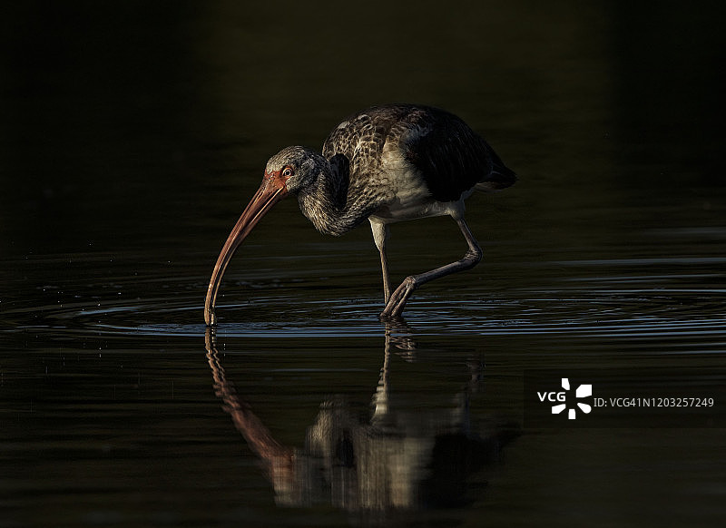 聚焦灯光下图片素材