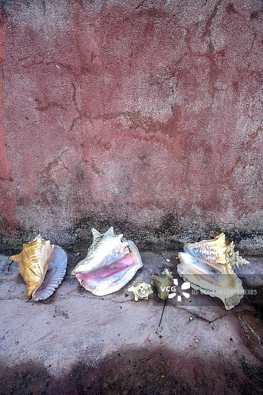 海地，贝壳图片素材