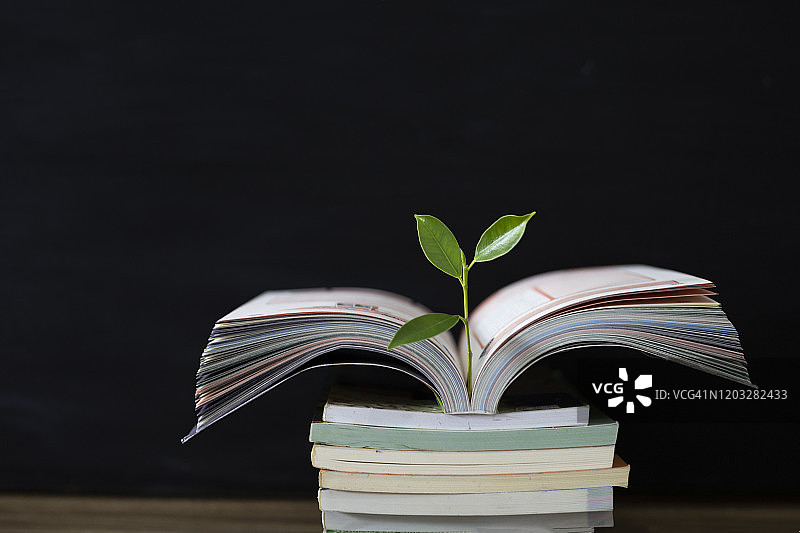 教育理念，书籍与树木图片素材