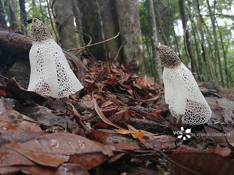 澳大利亚鬼笔图片素材