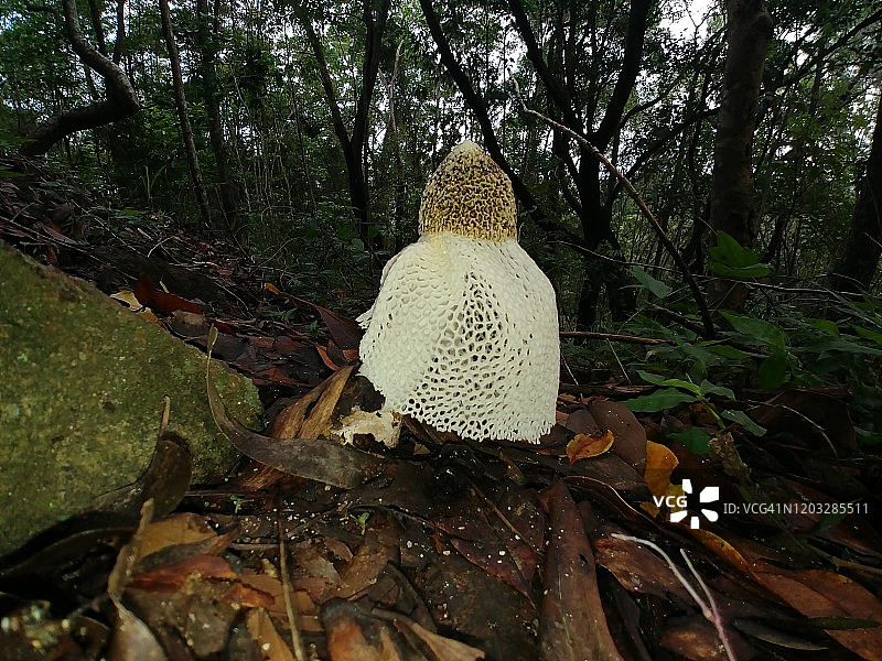 澳洲鬼笔菌图片素材