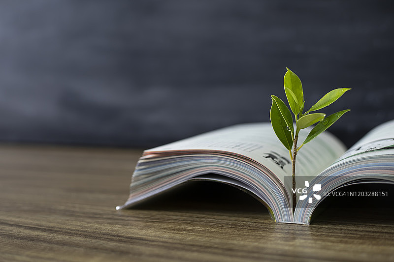 教育理念，书籍与树木图片素材