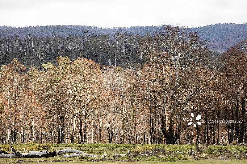 塔斯马尼亚中部高地烧毁的桉树林图片素材