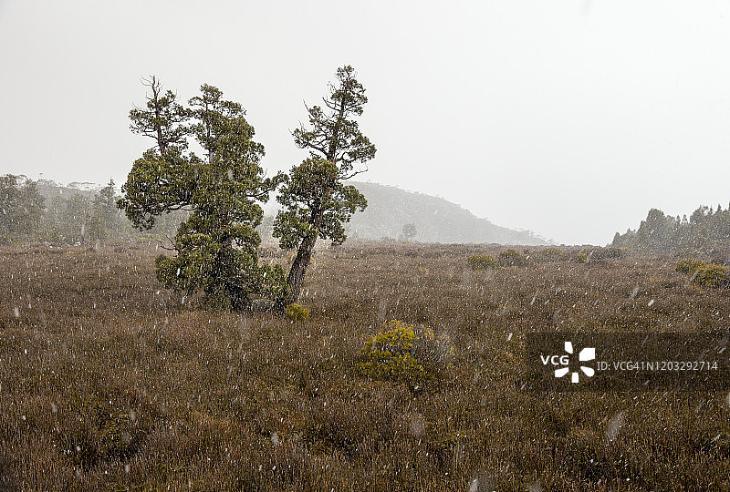 塔斯马尼亚中央高原的古老铅笔松图片素材