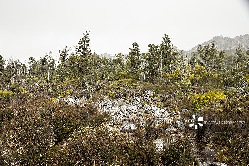 塔斯马尼亚中央高原的古老铅笔松图片素材