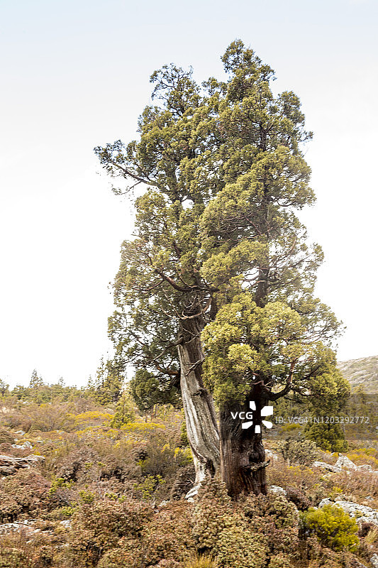 塔斯马尼亚中央高原的古老铅笔松图片素材
