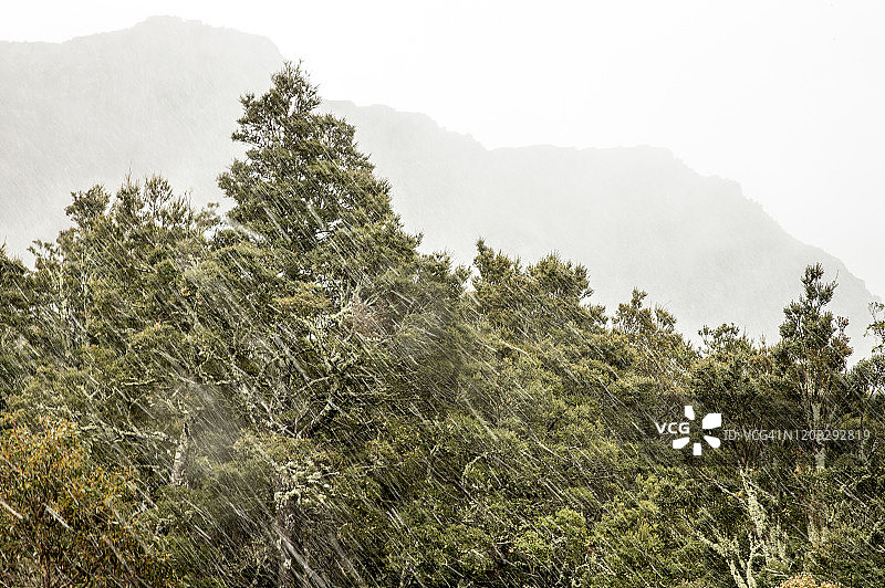 塔斯马尼亚中央高原的古老铅笔松图片素材