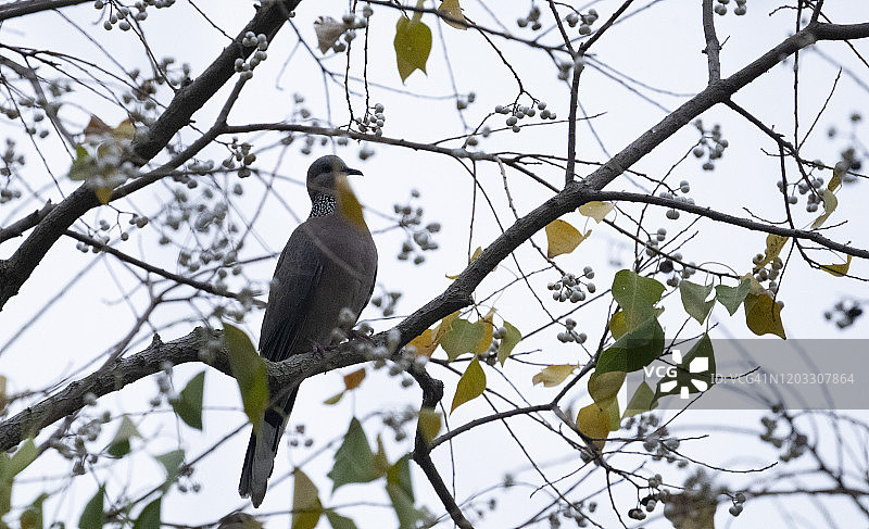 树上的一只斑鸠图片素材