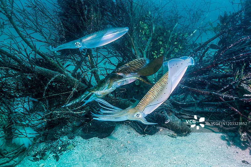 莱氏拟乌贼图片素材