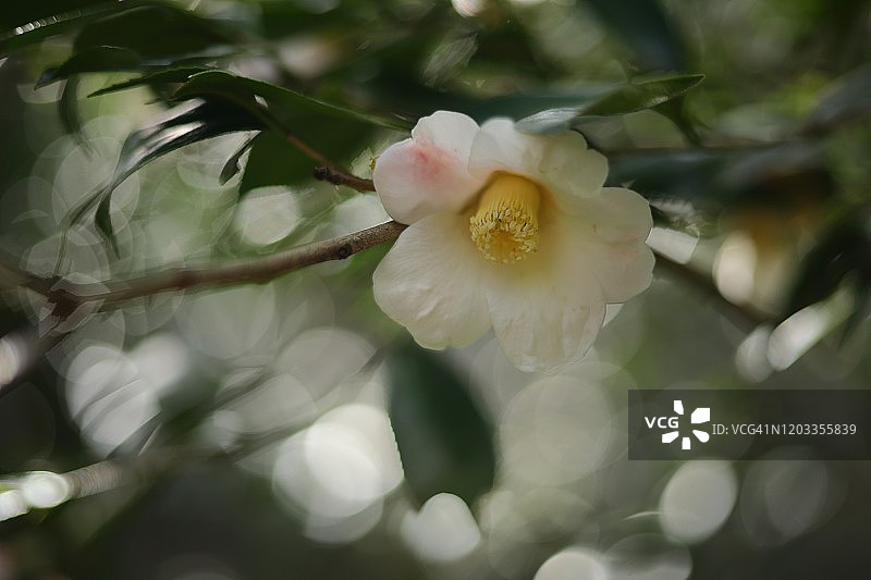 盛开的山茶花特写，背景为绿色叶子和散景图片素材