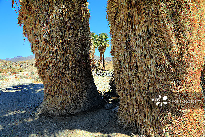 山地沙漠绿洲中的棕榈树特写图片素材