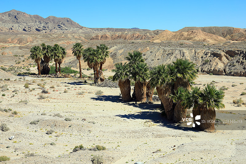 山地沙漠中的棕榈树绿洲图片素材
