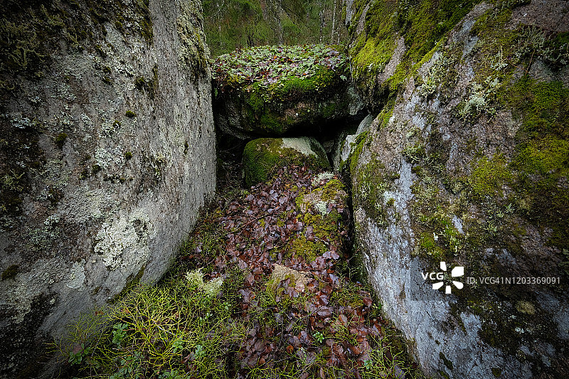 昏暗的光线下，冬季云杉森林中带苔藓的切割块图片素材