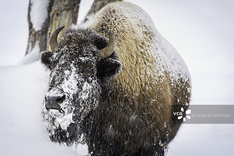 冬季黄石公园里的美洲野牛图片素材