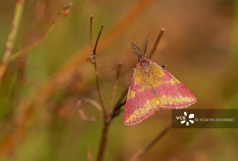 血斑夜蛾图片素材