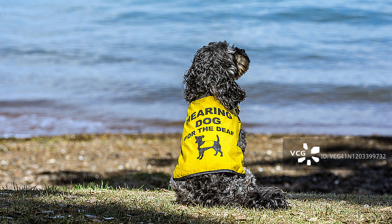 导听犬图片素材