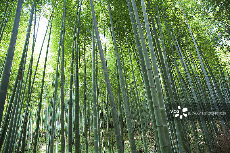 岚山竹林图片素材