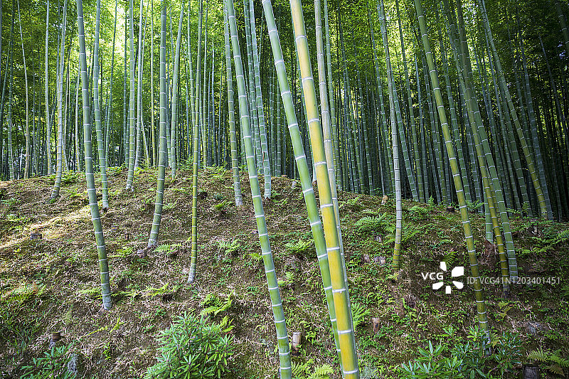 岚山竹林图片素材