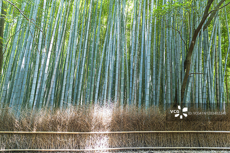 岚山竹林图片素材