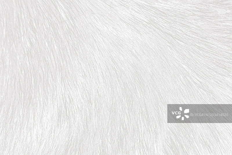 狗毛变成白色，形成笔触图案的特写图片素材
