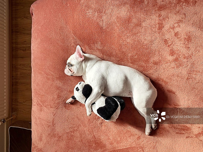 小狗在床上抱着毛绒玩具图片素材