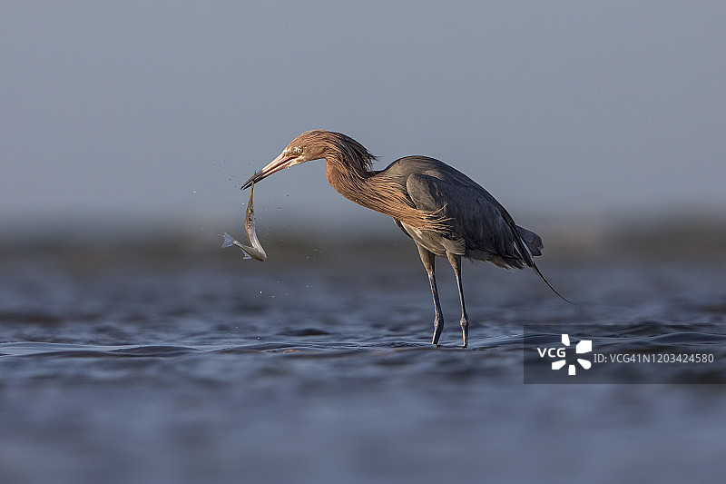 食物大战图片素材