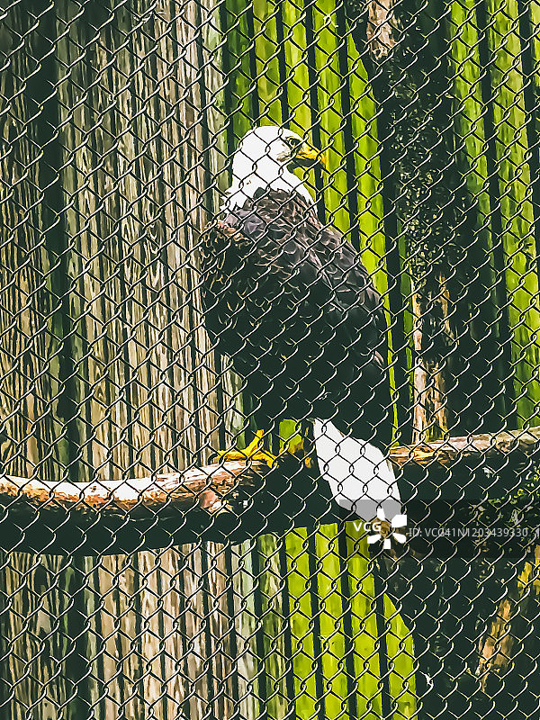 圈养的美洲秃鹰图片素材