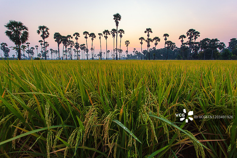 日出时分的棕榈树图片素材