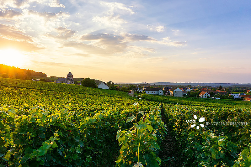 列葡萄藤葡萄在香槟葡萄园的蒙特尼德兰斯图片素材