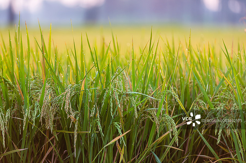 清晨的绿色稻田图片素材