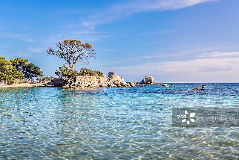 科西嘉岛帕隆巴吉亚海滩松树与碧海风光，法国图片素材