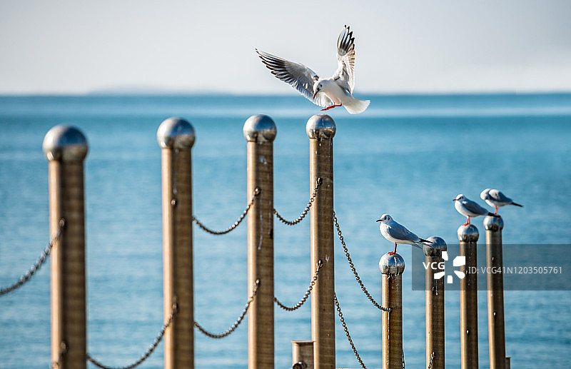 海鸥与柱子图片素材