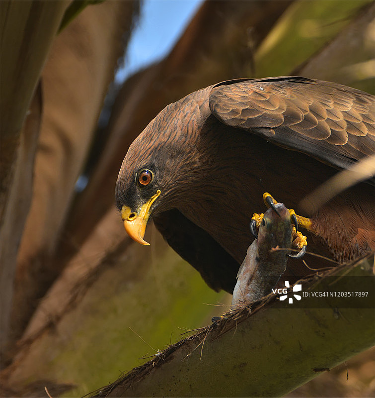 黄嘴鸢图片素材