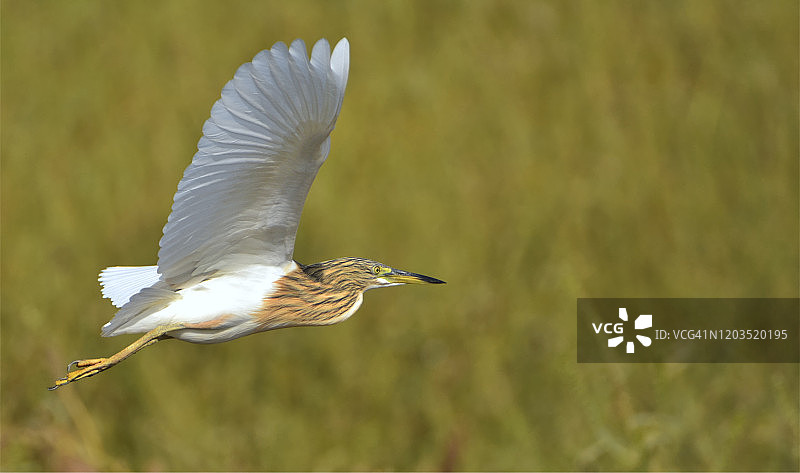 Squacco Heron图片素材