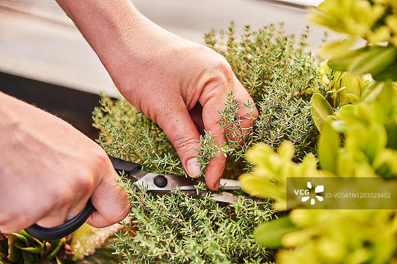 年轻女人切香草图片素材