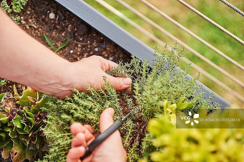 年轻女人切香草图片素材