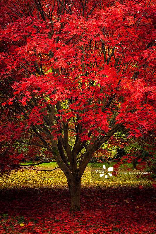红色和黄色日本红枫，英国赫里福德郡图片素材