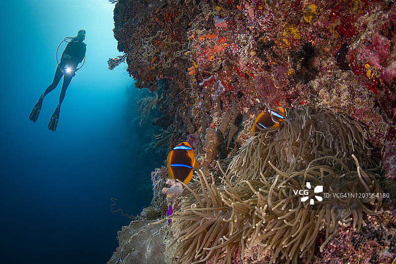 橙鳍海葵鱼与女性潜水员，帕劳，密克罗尼西亚图片素材