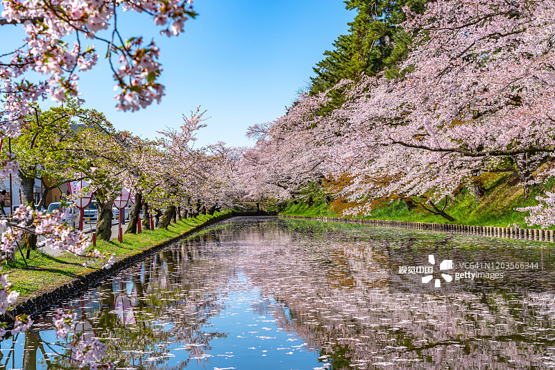 弘前市樱花节，晴朗的蓝天春日阳光明媚，外护城河上的花筏图片素材