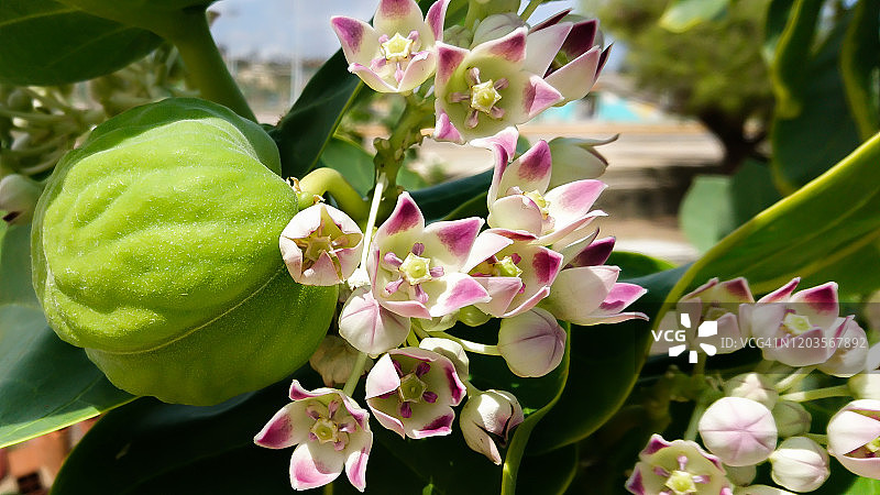 白花牛奶菜，一种开花植物。绿色果实含有有毒的乳白色汁液，味道极苦。图片素材