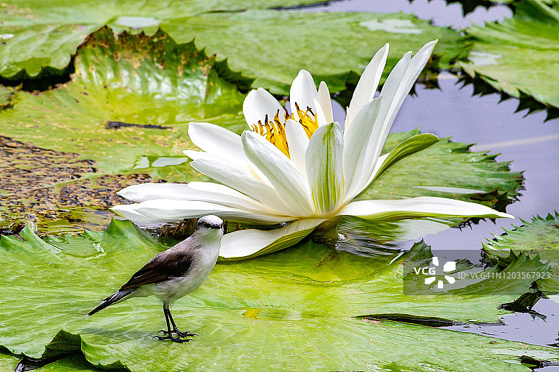 与睡莲共生的鸟类：黑顶水霸鹟图片素材